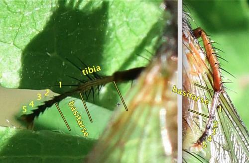 Tachina sp.
